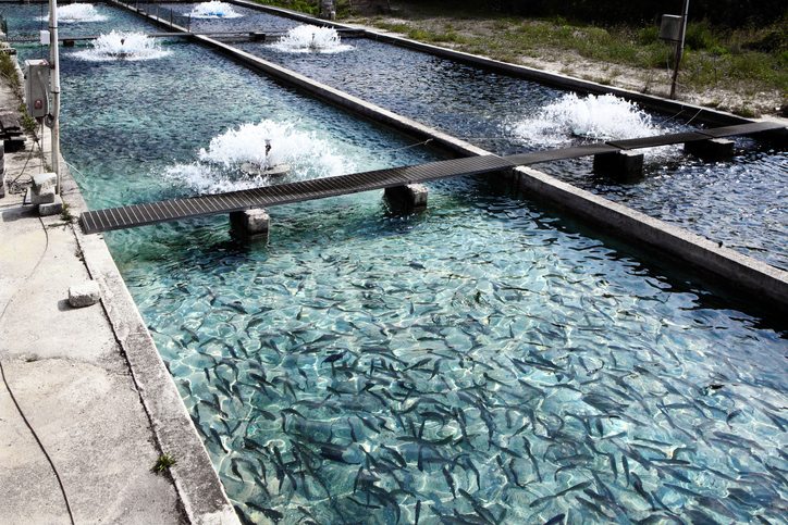 The fish farming land with Upcoming Best Future Business Ideas